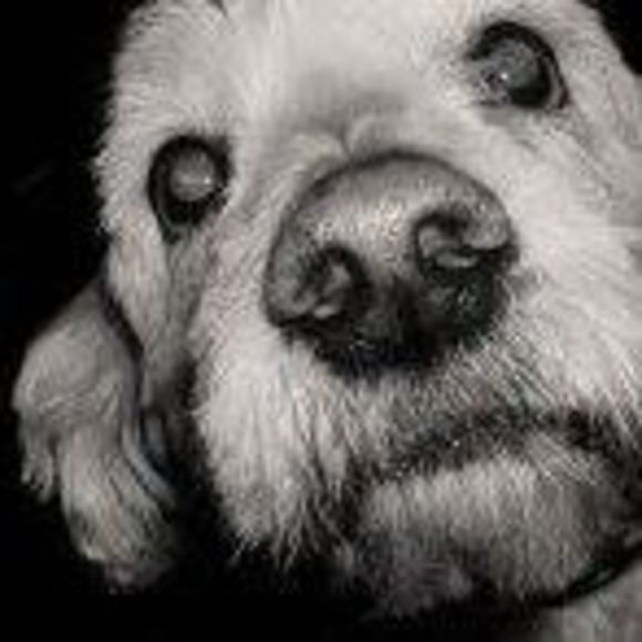 Meet your Posher, Aaro - Picture 1 of 1